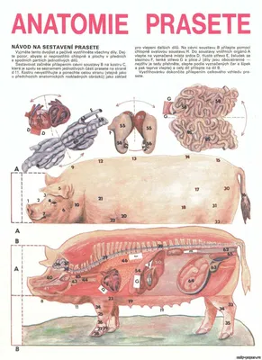 Анатомия свиньи / Anatomie Prasete [ABC 22/1985] из бумаги, модели сборные  бумажные скачать бесплатно - Свинья - Животные - Каталог моделей - «Только  бумага»