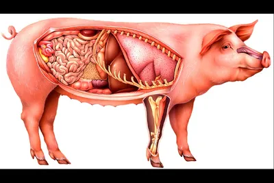 Анатомия свиньи — SIKE Интерактивный тренажер (3D Атлас 2.0) для изучения  анатомии животных