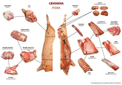 Скелет домашней свиньи (Sus scrofa domesticus), женская особь, препарат -  1020996 - T300131f - Скелеты сельскохозяйственных животных - 3B Scientific