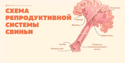 russian по низкой цене! russian с фотографиями, картинки на свиньи скелет  фотографии.alibaba.com