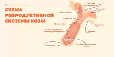 Центр учебных пособий - Плакаты ПРОФТЕХ \"Топограф. анатомия. Свинья. Голова  и шея\"