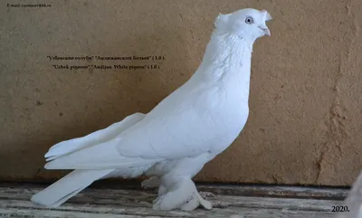 Uzbek pigeons\" \"Andijan pigeon\" / \"Узбекские голуби\" \"Андижански сизый\". |  King pigeon, Pigeon, Bird