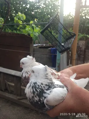 Andijan White pigeon\" \"Андижанский Белый\". | Aves