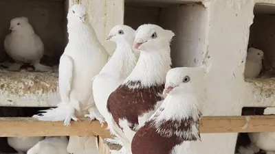 Andijan mardjan\". \"Андижанский марджан\". | Pigeon breeds, Breeds, Pigeon