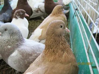 Андижанские голуби: описание и характеристики андижанцев