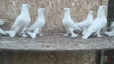 Андижанские Голуби/Старая Линия /UZBEKISTAN KAPTARLARI/Andijan Pigeons  (Eldor Irgashev, Andijan) - YouTube