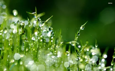 Raindrops on grass HD wallpaper | Rain wallpapers, Grass wallpaper,  Photography wallpaper