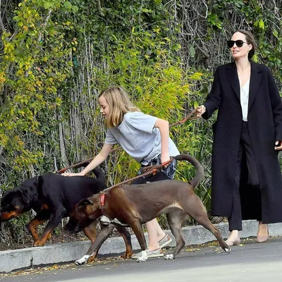 Собаки Анджелины Джоли: актриса прогулялась с собаками и дочерью Вивьен