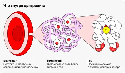 Анемия железодефицитная: симптомы, лечение, степени тяжести, причины,  классификация и диагностика малокровия