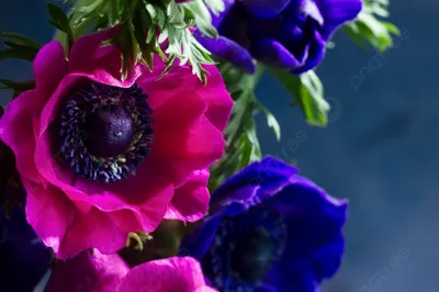 https://ru.pngtree.com/freebackground/fresh-colorful-anemones-pink-and-blue-flowers-close-up-photo_2305673.html