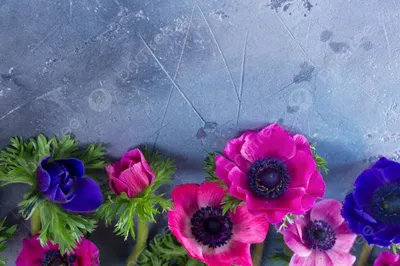 https://ru.pngtree.com/freebackground/fresh-anemones-flowers-flat-lay-scene-on-gray-stone-background-with-copy-space-photo_2305489.html