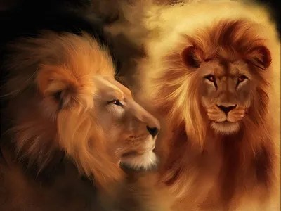 Фото Голова льва в профиль и анфас