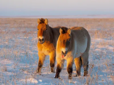 Фото лошадей Пржевальского в анфас и профиль | Новости Гая - БезФормата