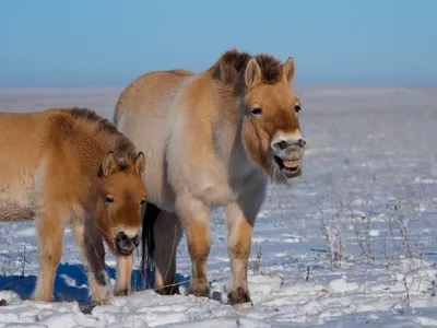 Фото лошадей Пржевальского в анфас и профиль | Новости Гая - БезФормата