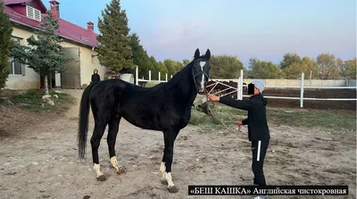 Английская чистокровная лошадь, …» — создано в Шедевруме