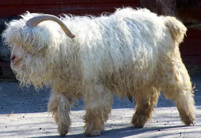 Ангорская коза фото