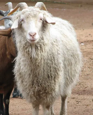 Category:Angora goat — Wikimedia Commons