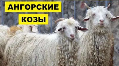 Пряжа Семеновская Ангорская коза (Angora Goat) цвет 437, Меланж фисташка  купить с доставкой недорого в интернет-магазине klubok.club