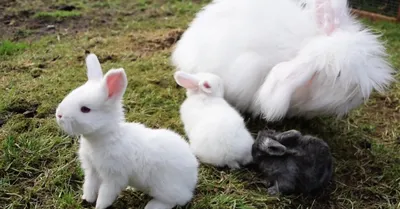 Ангорские кролики фото фото