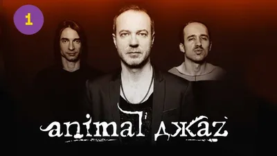 Animal ДжаZ» в Израиле. Кто разрешил ??? - YouTube