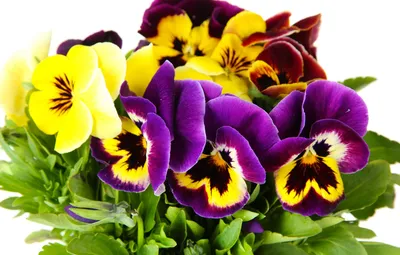 Обои цветы, анютины глазки, yellow, garden, violet, white background, Viola  картинки на рабочий стол, раздел цветы - скачать