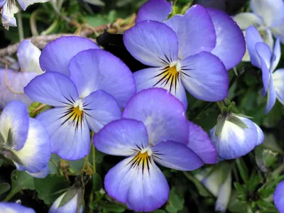 Фиолетовые анютины глазки: обои с цветами, картинки, фото 1280x1024