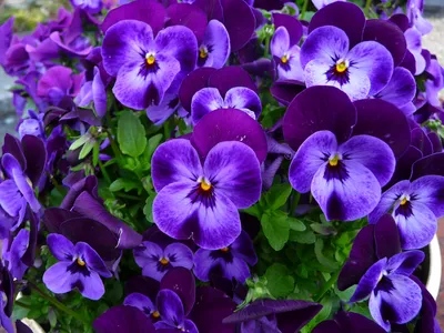 Нежные маленькие фиолетовые цветы анютины глазки - обои для рабочего стола,  картинки, фото