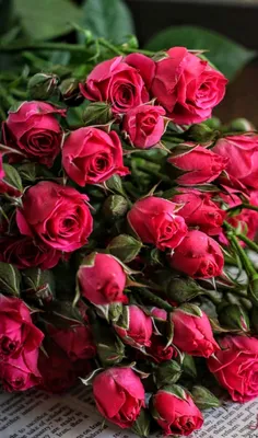 Pin by Mila Mila on РОЗЫ | Rose flower pictures, Beautiful bouquet of  flowers, Rose flower wallpaper