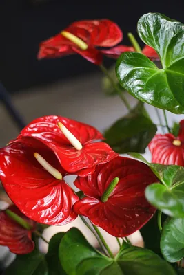 Антуриум красный (Anthurium red) по выгодной цене в Минске, купить Цветущие  комнатные растения с доставкой в интернет-магазине Cvetok.by