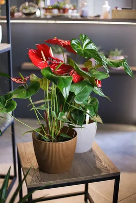 Антуриум красный (Anthurium red) по выгодной цене в Минске, купить Цветущие  комнатные растения с доставкой в интернет-магазине Cvetok.by