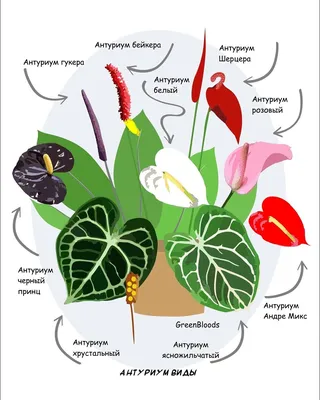 Антуриум. Антуриум виды с названием. Рисунок. | Цветник план, Растения,  Выращивание цветов