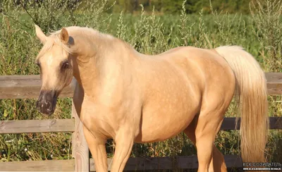 Арабские Лошади пустыни - Arabian Horses in desert! Арабские Скакуны -  Аравийские Лошади - YouTube