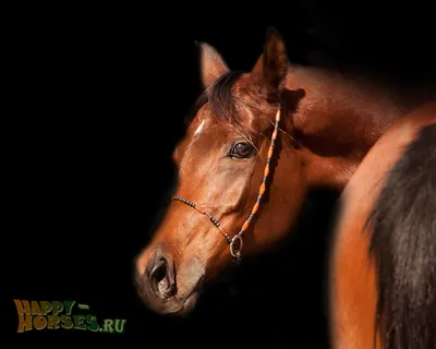 Арабская... - Karabakh Horse Azerbaijan - Breeder Guluzadeh | Facebook