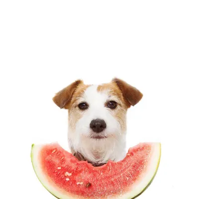 Могут ли собаки есть арбуз?