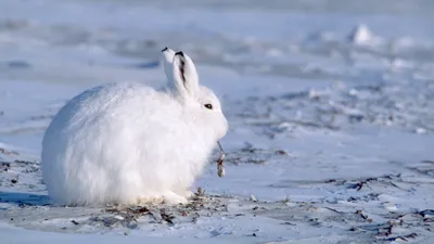 Арктический беляк (лат. Lepus arcticus)