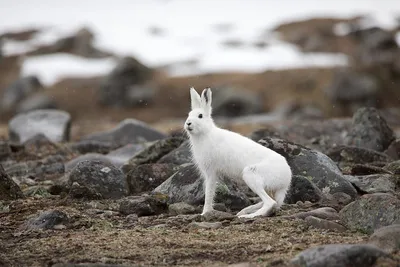 Арктический заяц: 6 секретов выживания ушастого «полярника» | Заметки о  животных | Дзен