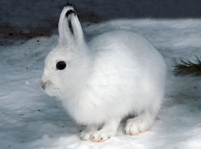 Фигурка Детское Время Animal Арктический заяц - цена, фото, характеристики