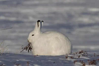 Арктический беляк (лат. Lepus arcticus)