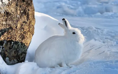 Библиотеки Пуровского района - ⬇️МАРАФОН «ЖИВОТНЫЙ МИР ЯНАО» 🐇ПОЛЯРНЫЙ ЗАЯЦ  (АРКТИЧЕСКИЙ БЕЛЯК) ❄️Всего в мире существует около 30 видов зайцев. ❄️ Арктических зайцев отличают длинные уши, короткий поднятый хвостик и  длинные задние лапы.