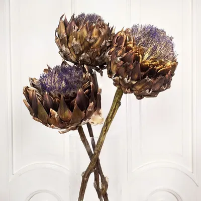Артишок «scolymus bloeiend» (сухоцвет), Голландия купить с доставкой в СПб