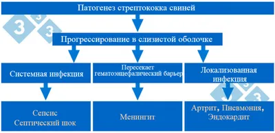 Журнал \"Тваринництво сьогодні\" - Повышаем продуктивность поросят-отъемышей!  В связи с незрелостью иммунной системы поросята особенно восприимчивы к  инфекционным заболеваниям. Добавление в рацион комбинации органических  кислот и фитогенных кормовых ...