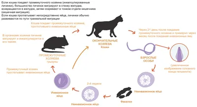 Аскаридоз у кошек. Токсокароз и Токсаскароз. | Мир кота