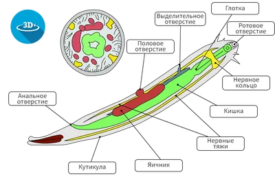 7. Аскарида человеческая. Общие черты строения круглых червей