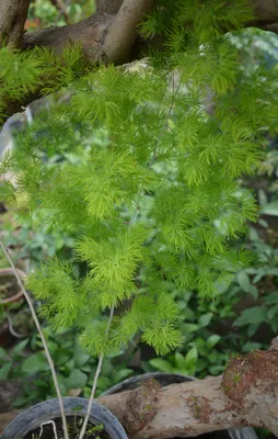 Коллекции растений ЦСБС СО РАН - Asparagus umbellatus Link – Аспарагус  зонтиковидный