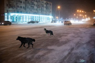 Как выглядела снежная ночь в Астрахани: фоторепортаж для тех, кто провел ее  дома | АРБУЗ