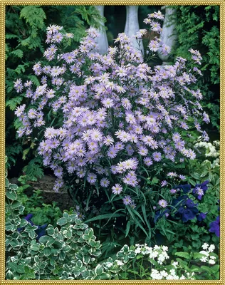 Астры - красивые фото цветов