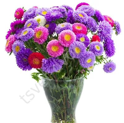 Купить цветы астры в вазе, доставка по Москве.