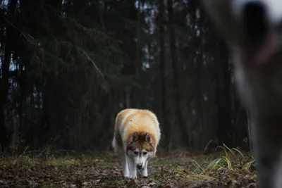Хаско-ноябрь в засыпающем лесу. Атмосферные фото и истории из стаи | In  Dogs we Trust | Дзен