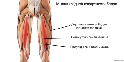 Alkaptonuria and ochronotic arthropathy - Trotsenko - N.N. Priorov Journal  of Traumatology and Orthopedics