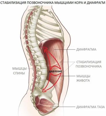 Глютеопластика в Москве | Цены на увеличение ягодиц имплантами